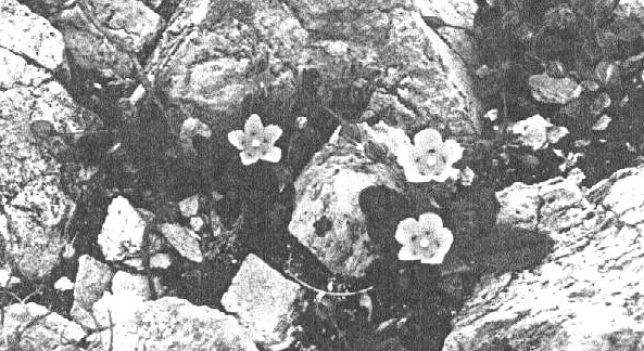 Spotted Rockrose (photo: Pete Sellers)