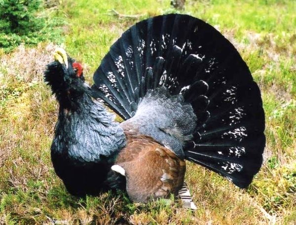 Capercaillie on Drummond Hill (photo: Trevor Littlewood)