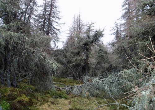 Coiliochbhar Hill (photo: Klaus Schwartz)