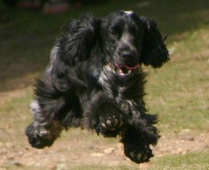 Bencleuch Billionaire