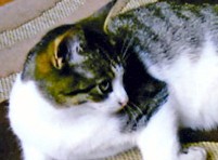 Mr Dawson settling in with Little Pie in their new home