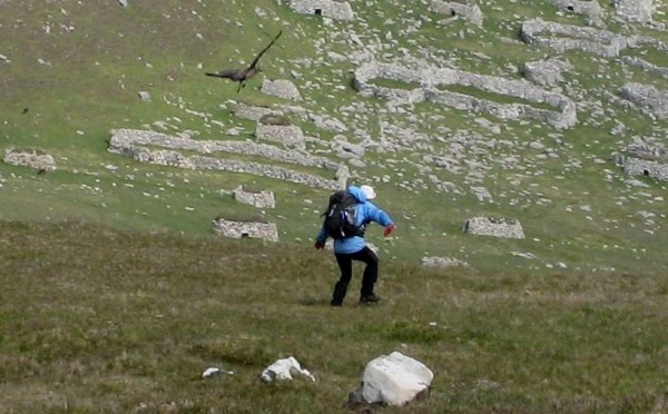 Skua attack on Hirta (photo: Graham Illing)