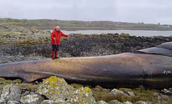 Donald Sutherland stood on a whale