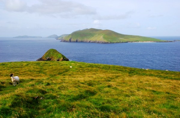 Great Blasket from Dunmore Head (photo: Peter Wilson)