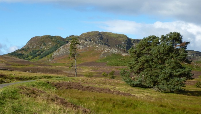 Deuchary Hill (photo: Alan Dawson)
