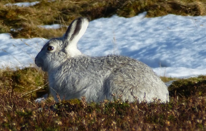 Resting hare in Strathdearn (photo: Alan Dawson)<br />
The tortoise was plodding on somewhere higher up out of sight