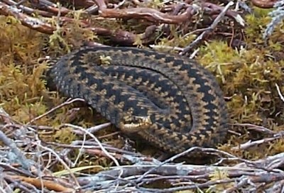 An adder dozing in Glen Sletdale, passed en route to Carn Garbh (16D), during the Marhof 2002 Golspie gathering
