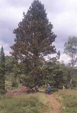 Pinus ponderosa near Bridge of Cally (photo: Val Hamilton)