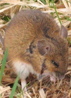 Corriearklet mouse (photo: Trevor Littlewood)